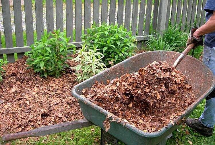 How to mulch leaves