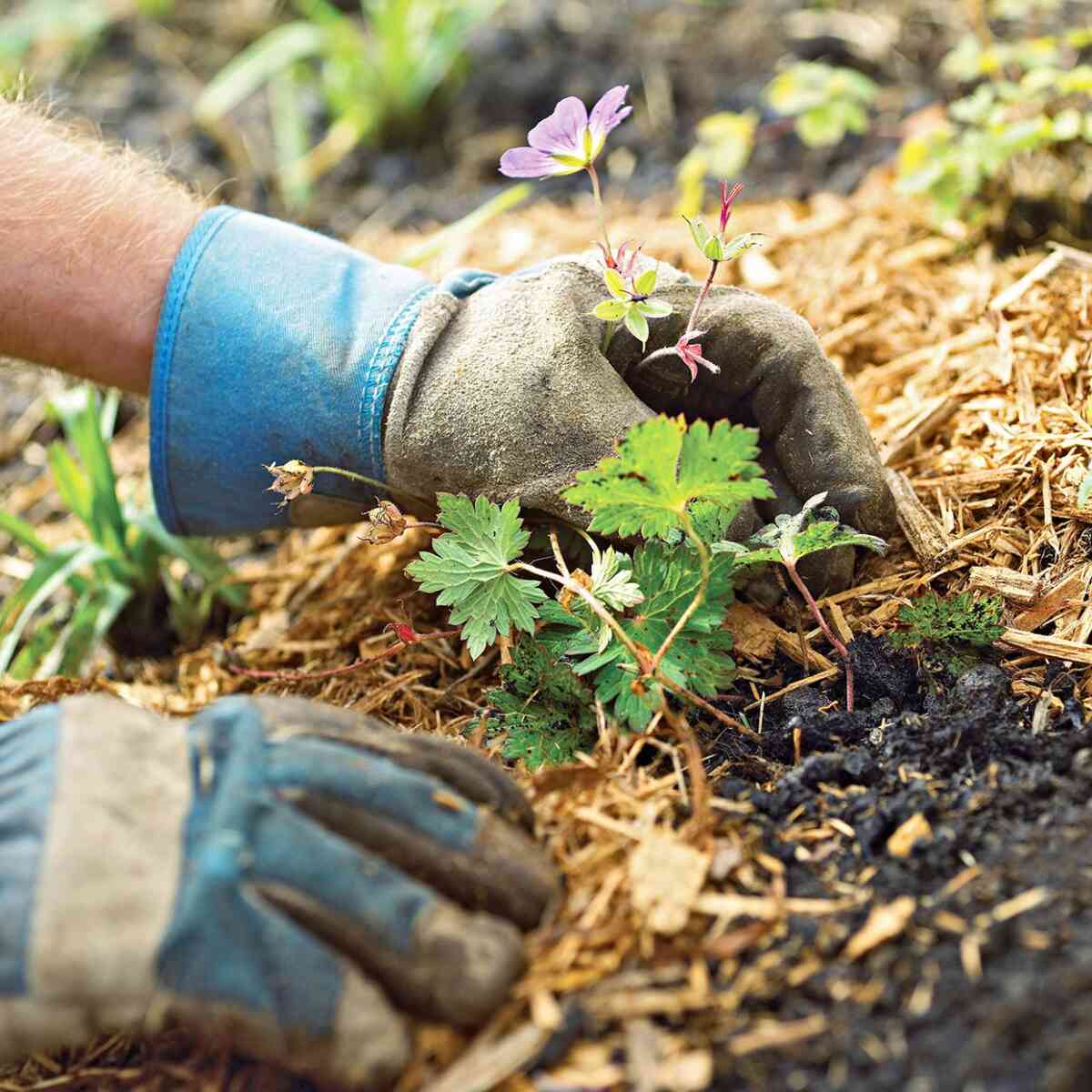 What Color Mulch Looks Best on Your House?