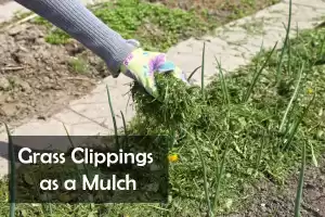 Grass Clippings as a Mulch