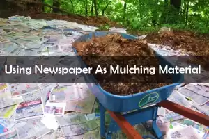 How to Use Newspaper As Mulching Material