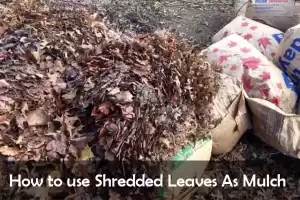 How to use Shredded Leaves As Mulch