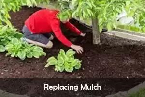 Replacing Mulch