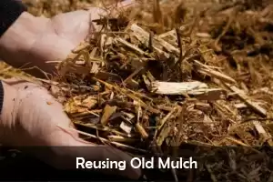 Reusing Old Mulch