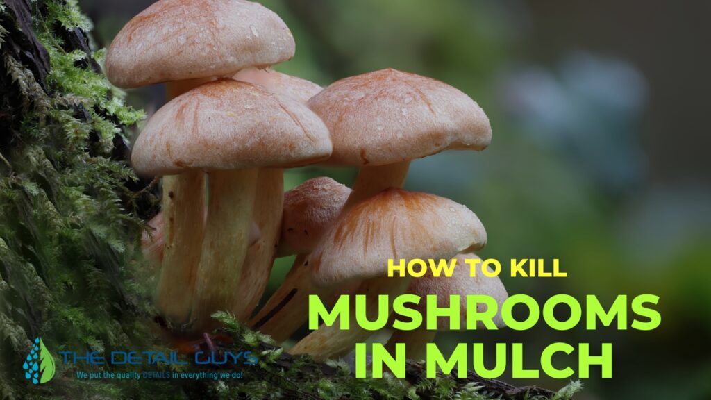 Mushrooms In Mulch