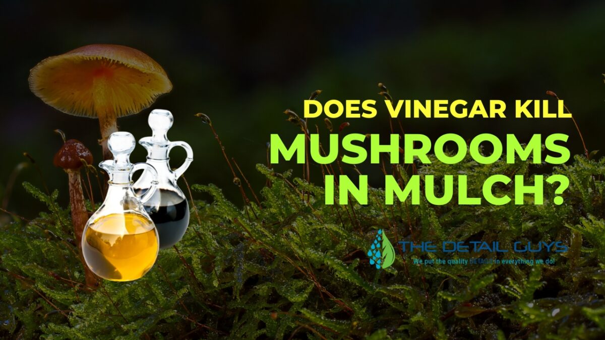 How to Kill Mushrooms in Mulch