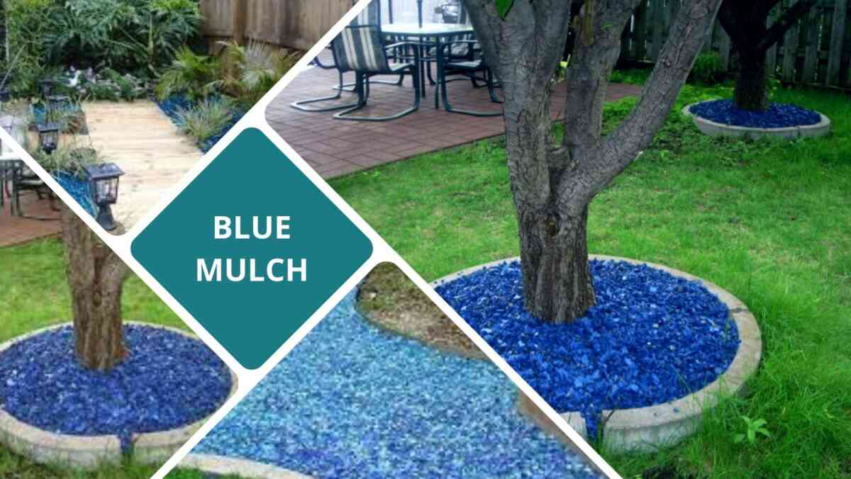 Image of Border of blue rubber mulch around flower bed